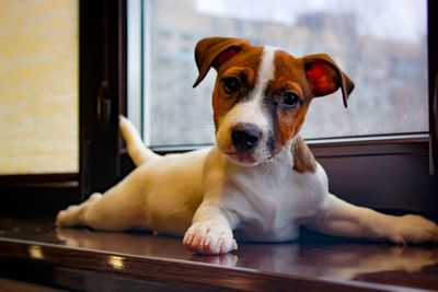 Close-up portrait of dog