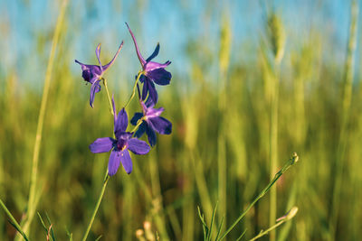 Close-up of purple flowering plant on field