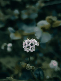 Close-up of flowering plant