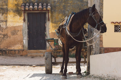 Horse standing in a building