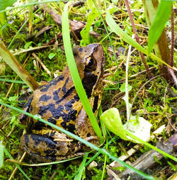 Close-up of frog on field