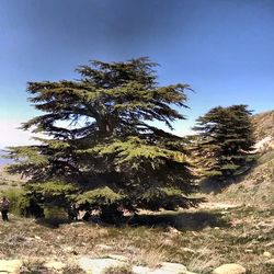 Scenic view of landscape against clear sky