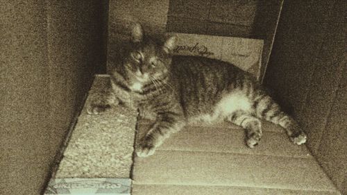 Cat resting on tiled floor