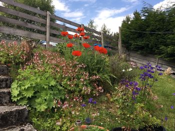 Flowers growing on tree against sky