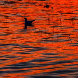 Silhouette bird perching on red water