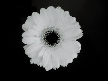 Close-up of flower over black background