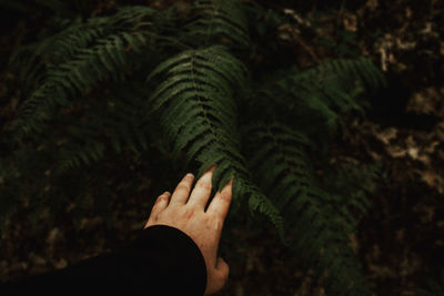 Close-up of hands on tree