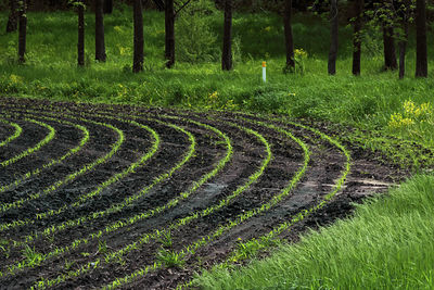 Agriculture fields and forest come back to life in spring, south east minnesota.