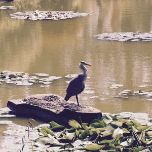 Bird perching on lake