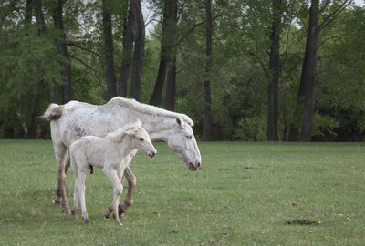 Horse standing in a field