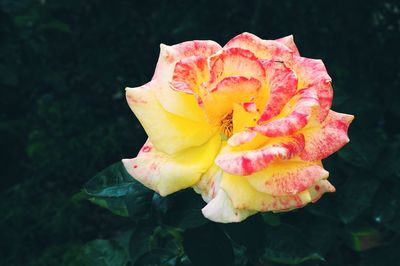 Close-up of wet yellow flower