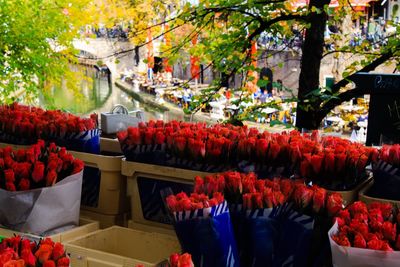 Multi colored tulips in market