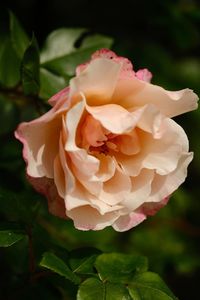 Close-up of pink rose