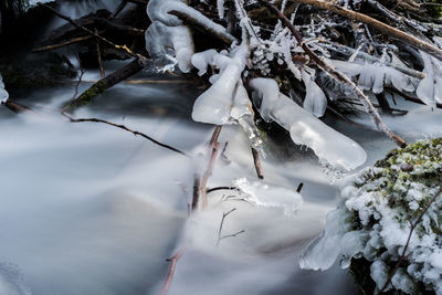 Close-up of frozen tree during winter