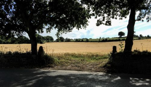 Trees on field against sky