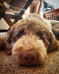 Close-up portrait of dog