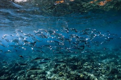 High angle view of fish swimming in sea