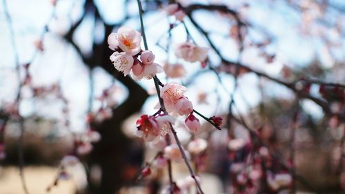 Pink plum blossoms against sky