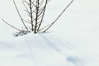 Bare tree on snow covered field