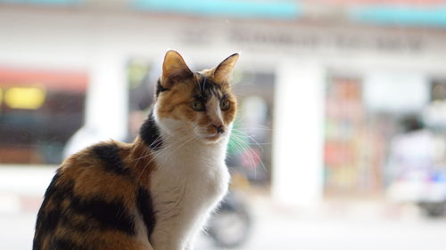 Close-up portrait of a cat looking away