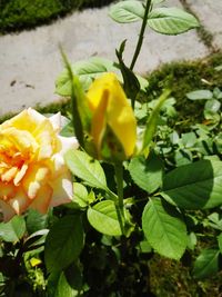 Close-up of yellow flowers blooming outdoors