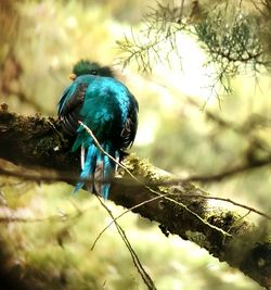 Close-up of bird perching on tree