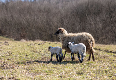 Sheep on land