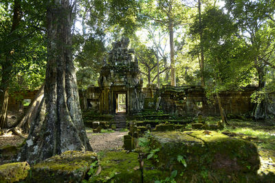 View of trees in a forest