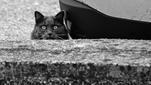 Portrait of cat relaxing outdoors