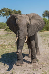 Elephant standing on field