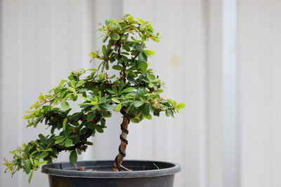 Close-up of small potted plant against wall at home