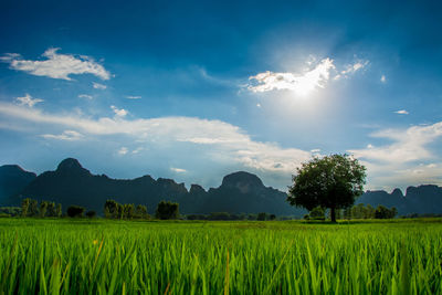 Scenic view of agricultural field against sky