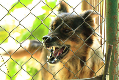 Close-up of dog seen through fence