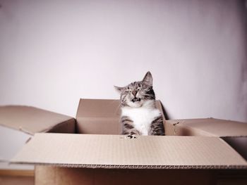 Funny cat with eyes closed in cardboard box against wall