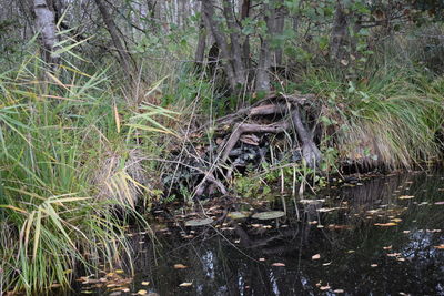 Plants in forest