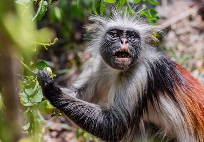 Close-up portrait of monkey sitting on tree
