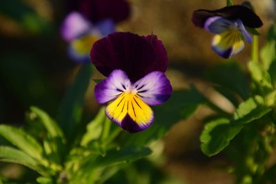 Close-up of purple flower blooming outdoors