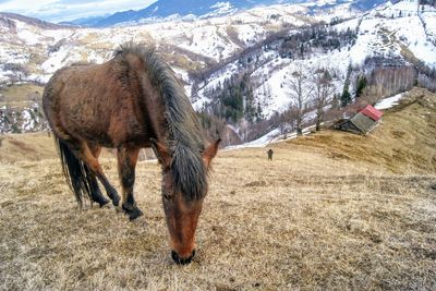 Horse on sand