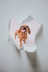 High angle portrait of dog standing against white background