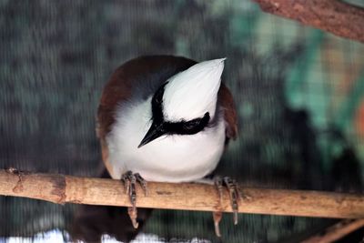 Close-up of bird perching on wood