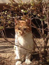 Portrait of cat sitting outdoors