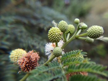 Close-up of berries growing on plant