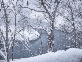 Bare trees on snow covered land