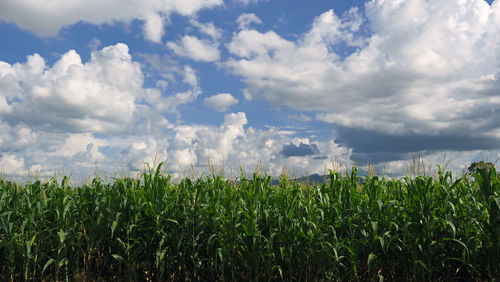 Plants growing on field against sky