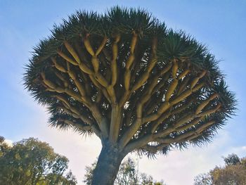 Low angle view of succulent plant against sky