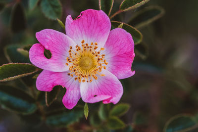 Close-up of pink flower