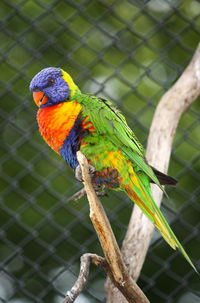 Close-up of parrot perching on chainlink fence