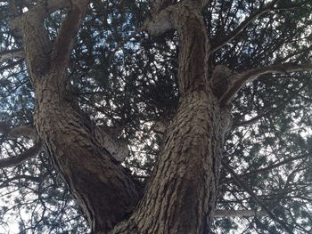 Low angle view of trees in the forest