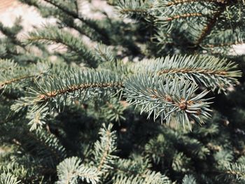 Close-up of pine tree branch