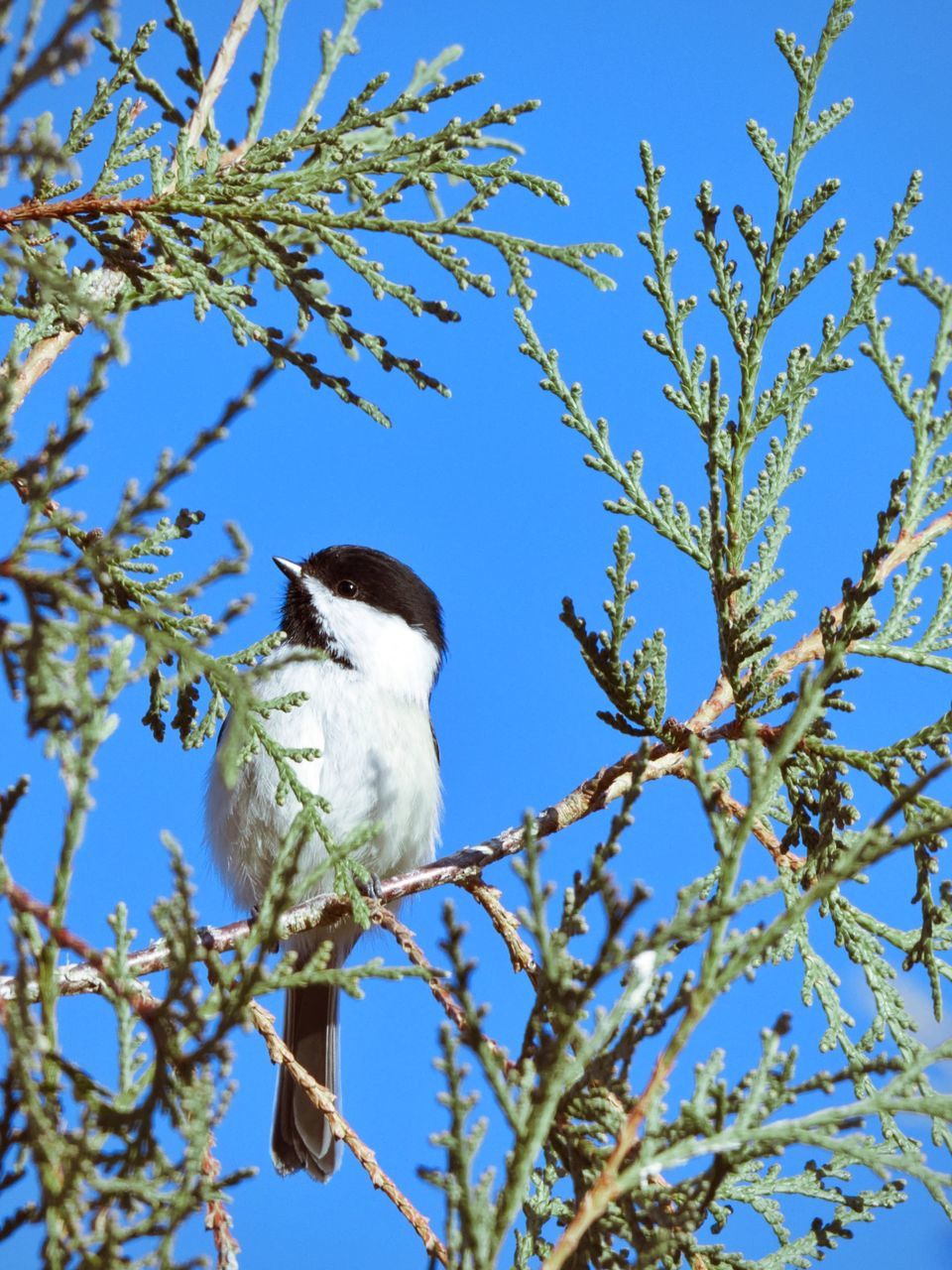 LOW ANGLE VIEW OF A BIRD PERCHING ON TREE